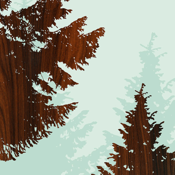 Norway Spruce Nothwest forest tree wall Art Print
