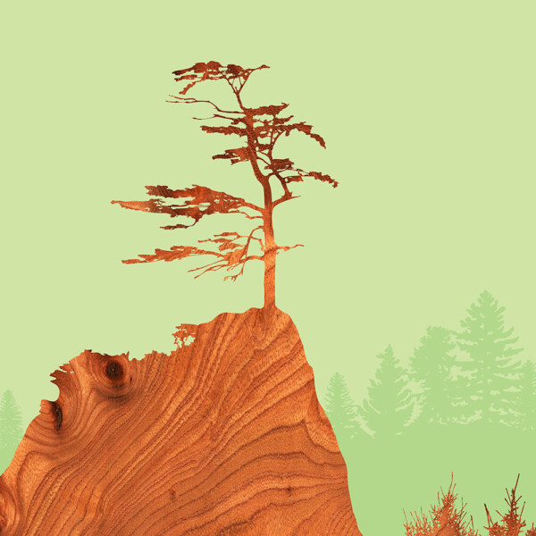 Sitka Spruce Nothwest forest tree wall Art Print